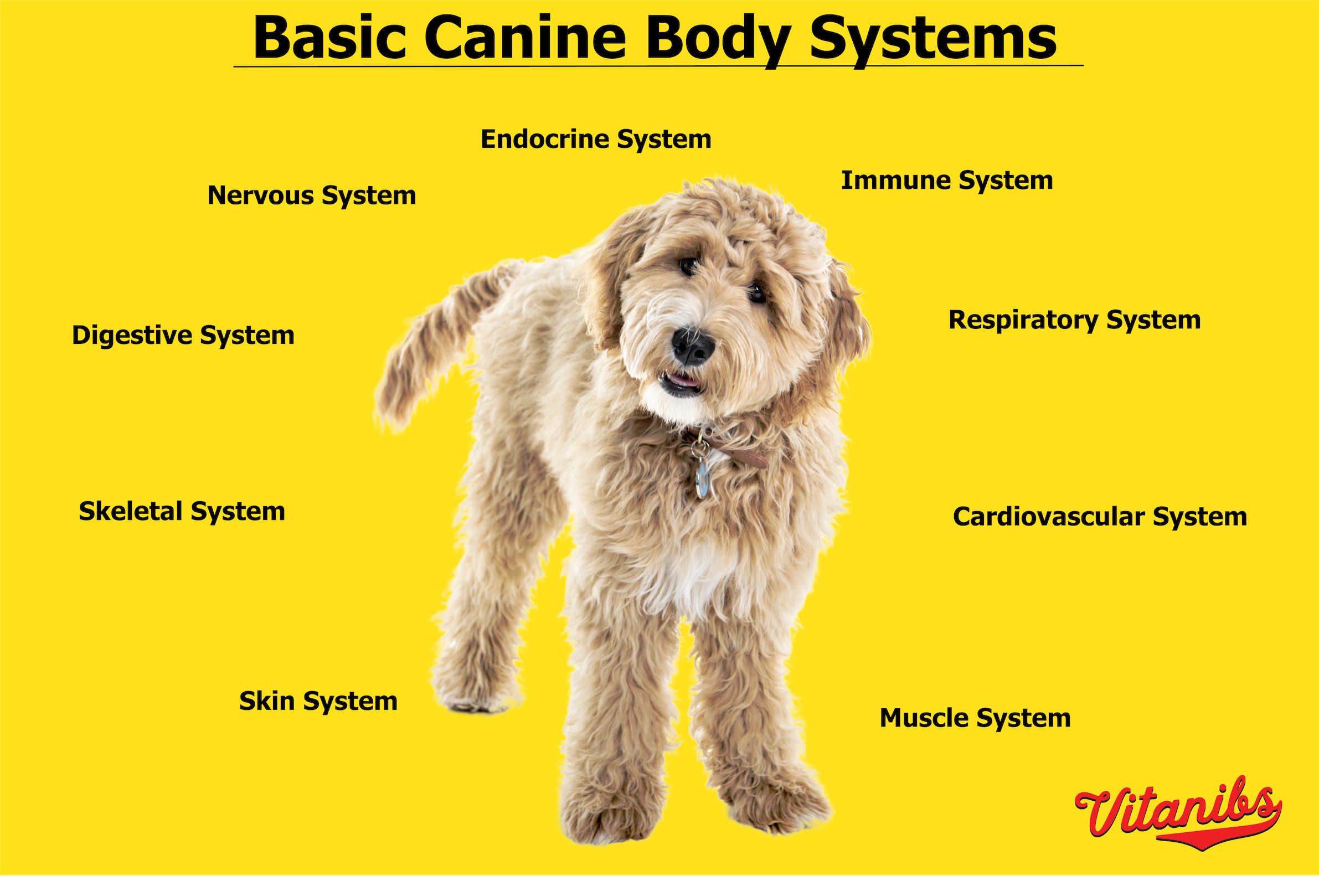 best vitamins for dogs immune system