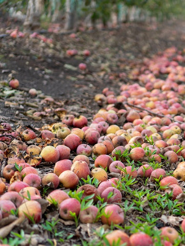 Apples lying wasted on the ground.