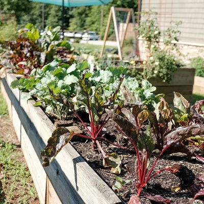 Vegetable gardens save money and the planet