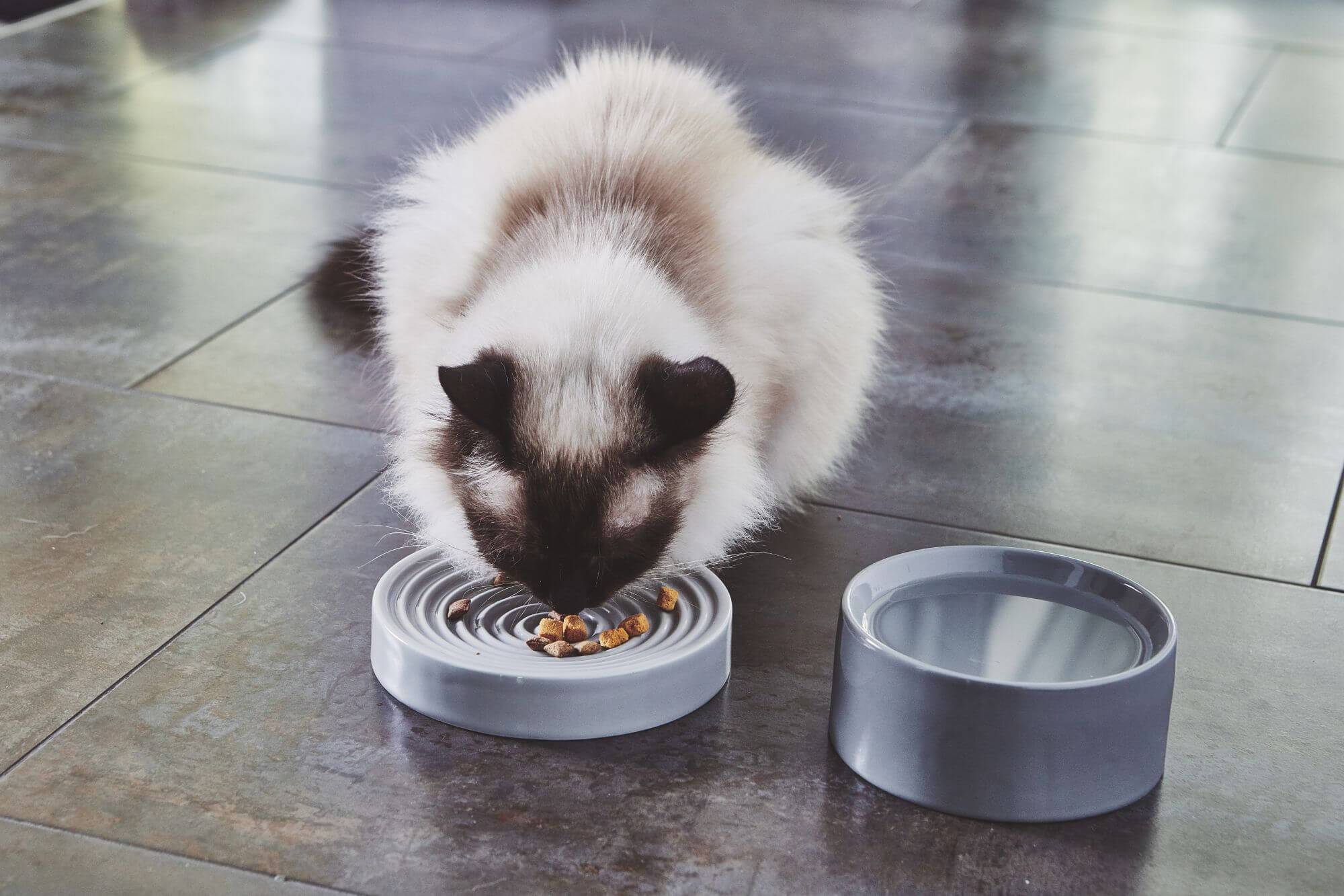 Furst Ecuelle Miacara Piatto Anti Gluttonous For Cats
