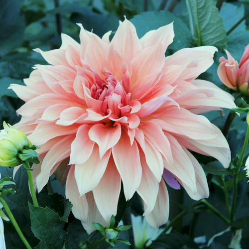 Dahlia Babylon Bronze