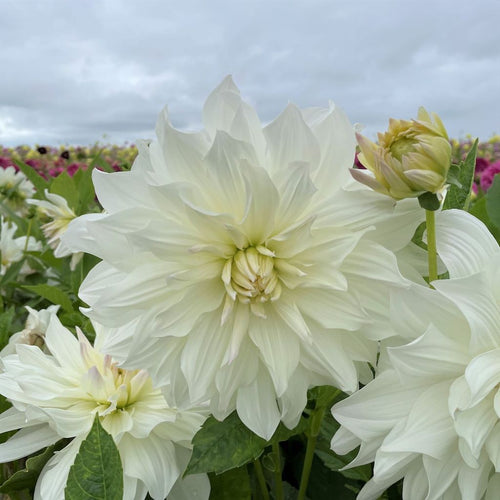 Dahlia Iceberg