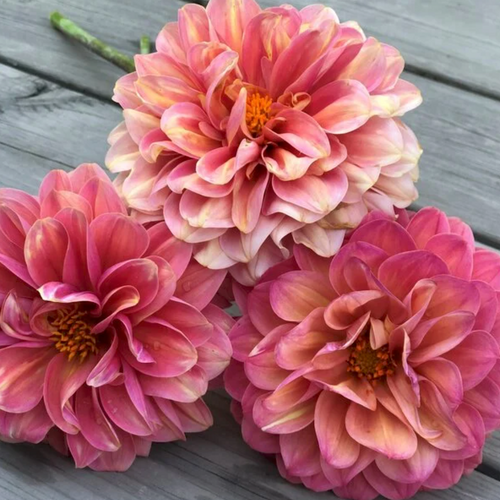 Dahlia Milena Fleur