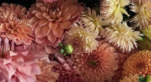 Dahlia i Flok - www.interiorflirt.dk