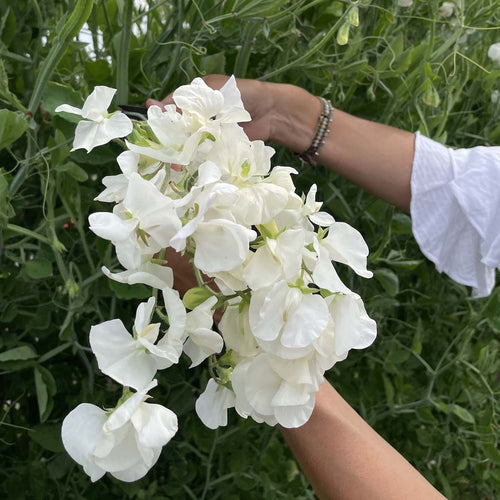 Lathyrus Odoratus Royal White