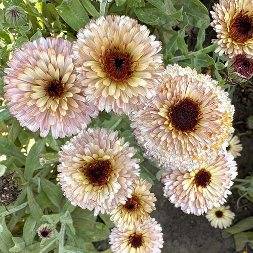 Calendula officinalis Morgenfrue 'Pygmy Buff'