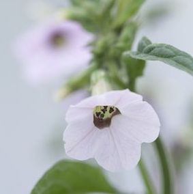 Nicotiana mutabilis Marshmallow - Tobaksblomst