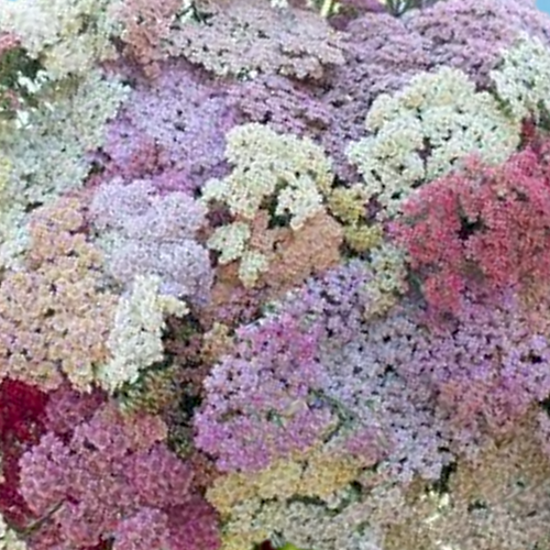 Achillea millefolium Summer Pastels