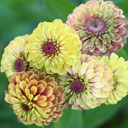 Zinnia Elegans Queen Lime v. Blotch