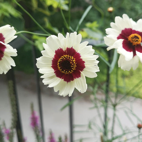 Skønhedsøje, Coreopsis Incredible Swirl