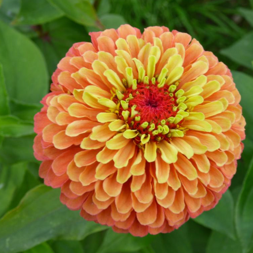 Zinnia el. Frøkenhat, Queen Lime Orange