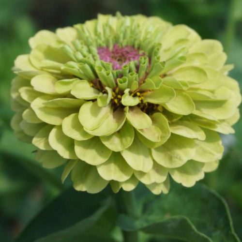 Zinnia el. Frøkenhat, Queen Lime with Blotch