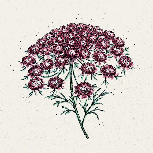 DAUCUS CAROTA 'DARA', VILD GULEROD