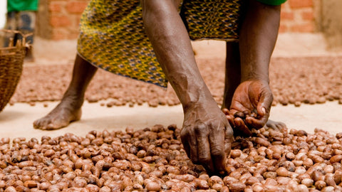 shea nuts are sorted to remove damaged ones and bad seeds