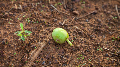 shea fruit from the African shea tree