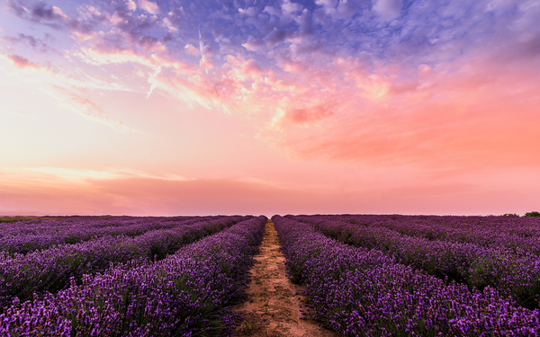 lavender field sunset