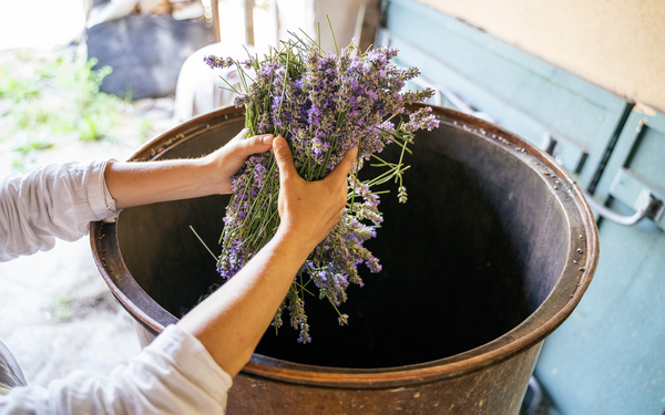 lavender placed in the retort