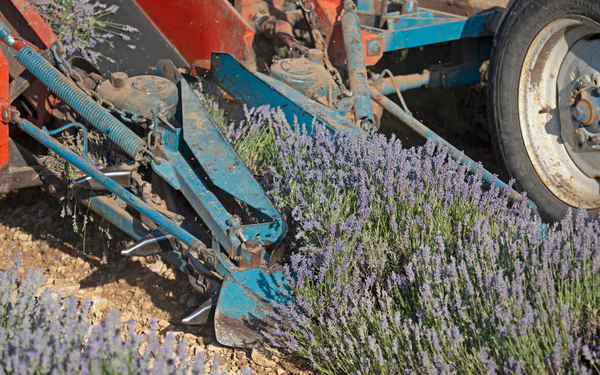 lavender harvesting