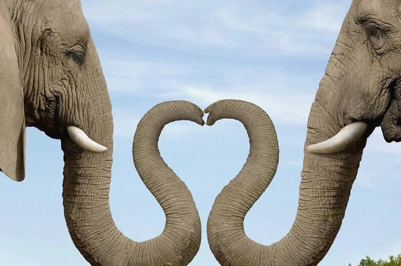 elephant trunk heart