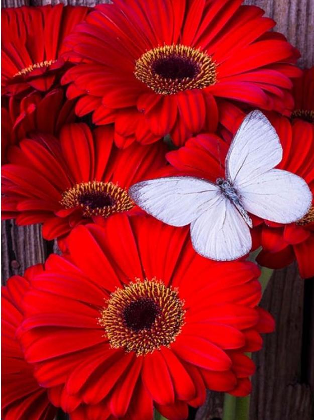 red flowers