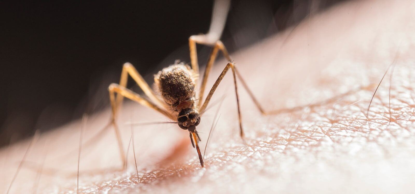 eliminer les moustiques