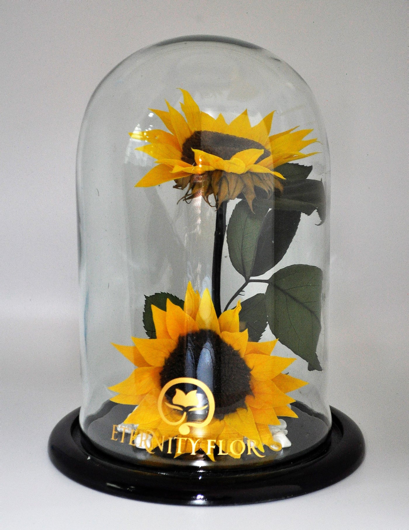 urna de cristal xl con dos hermosos girasoles preservados