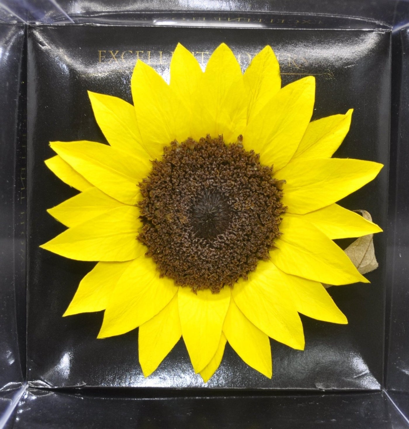 Girasoles Preservados