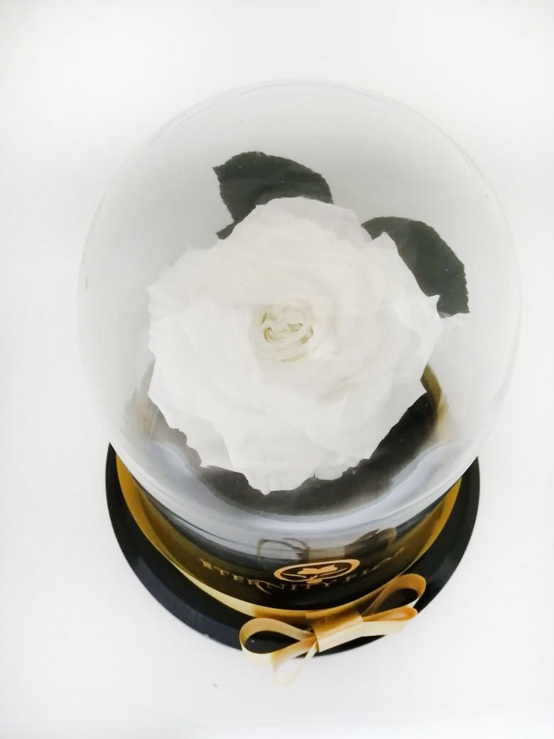 urna de cristal l con una hermosa rosa preservada blanca pure white