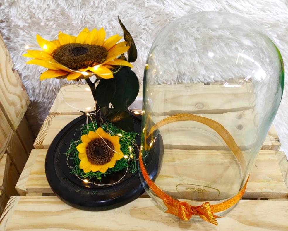 urna de cristal xl acompañado de dos hermosos girasoles preservados con luz