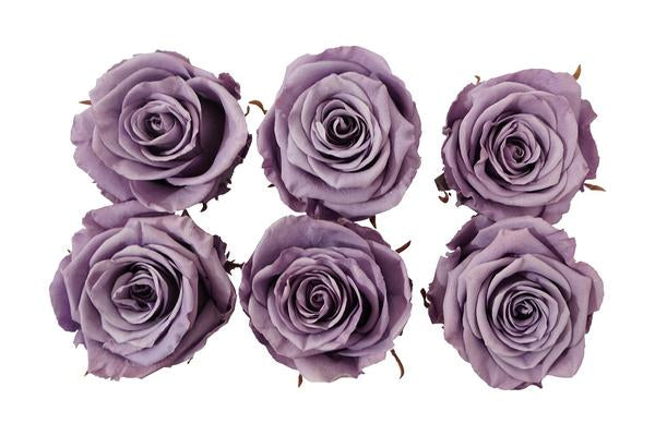 Large: Lavender Rosas Preservadas * 6 Cabezas de rosas