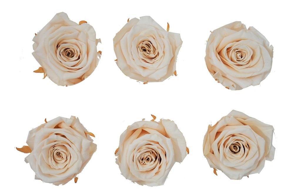 Large: Nude Rosas Preservadas * 6 Cabezas de rosas