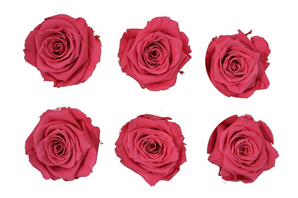 Medium: Pink Rosas Preservadas * 6 Cabezas de rosas