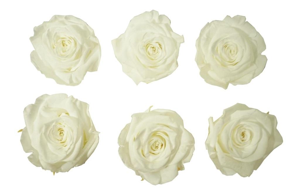 Large: Pure White Rosas Preservadas * 6 cabezas de rosas