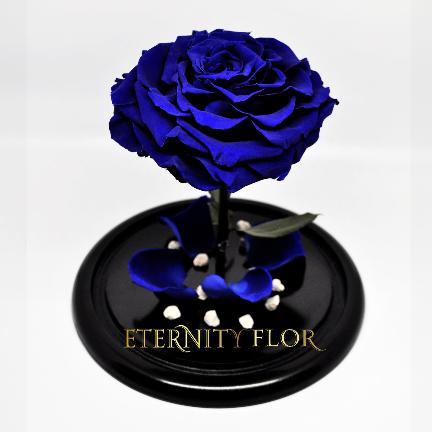 urna de cristal l con una hermosa rosa preservada jumbo azul royal blue