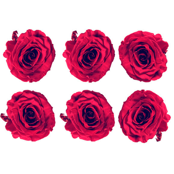 Medium: Magenta Rosas Preservadas * 6 Cabezas de rosas