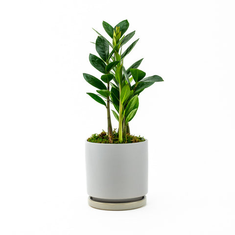 zz Planting in a grey momma pot