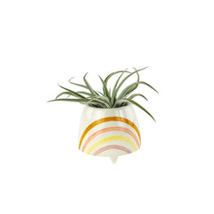Air Plant in Holder