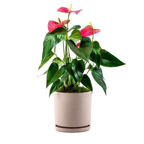 Anthurium Planting from Green Fresh Florals + Plants