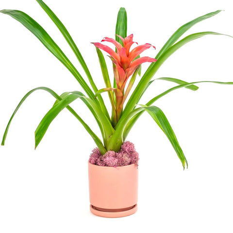 Bromeliad Planting from Green Fresh Florals + Plants