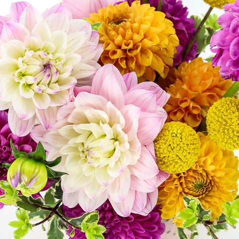 Dahlia Mix from Green Fresh Florals + Plants