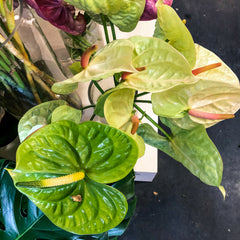 Green Anthurium Blooms from Green Fresh Florals + Plants