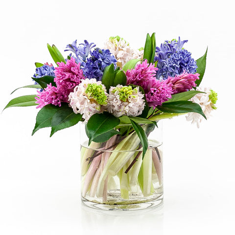 Sweet Hyacinth Floral