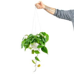 Hanging Pothos Plant and Planter