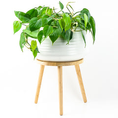 Everett Plant Stand