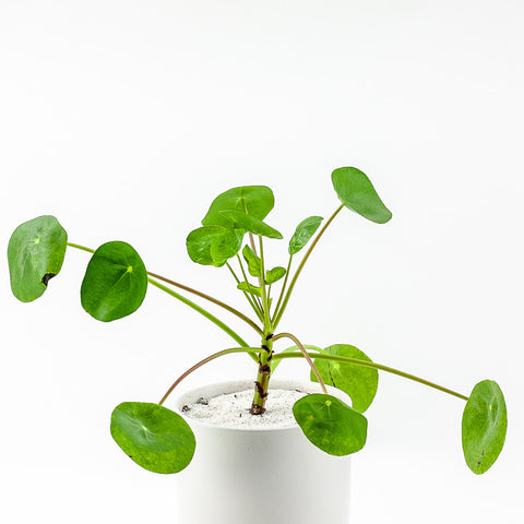 Pilea in White Ceramic Pot