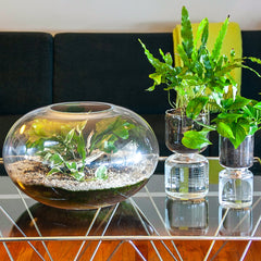 Terrarium in Glass Bowl from Green Fresh Florals + Plants