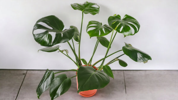 Jungle Elegance: The Majestic Monstera Deliciosa