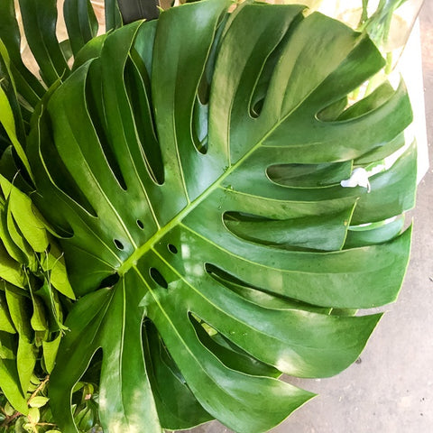 Monstera Deliciosa Leaf from Green Fresh Florals + Plants