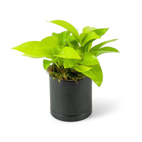 Neon Pothos in a Black Cylinder Pot from Green Fresh Florals + Plants