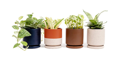 Four Gemstone Cylinder Pots with Plants from Green Fresh Florals + Plants